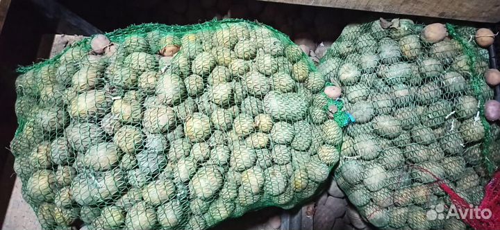 Картофель на еду и семена. Со своего участка