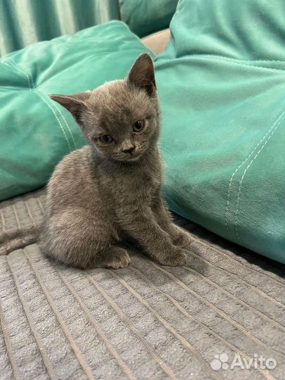 Британская кошка
