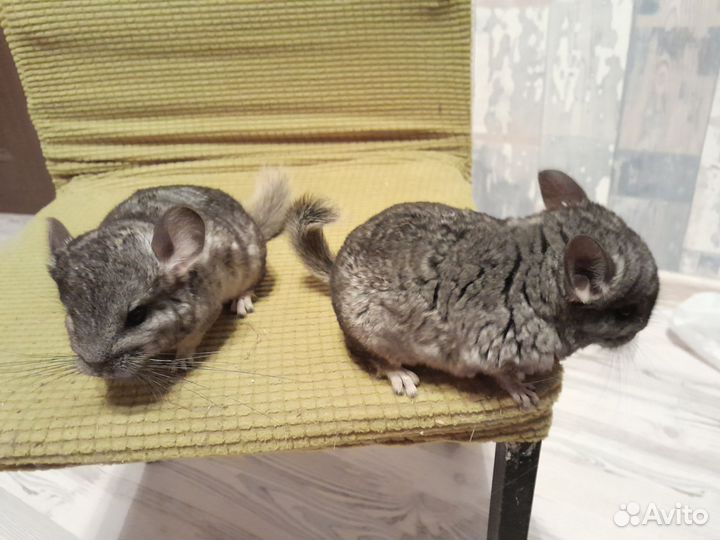 Шиншиллы стандарт