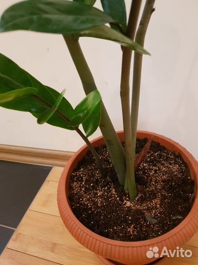 Комнатные растения цветы