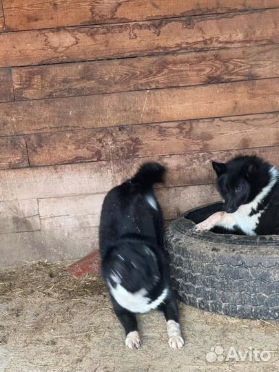 Русско европейская лайка