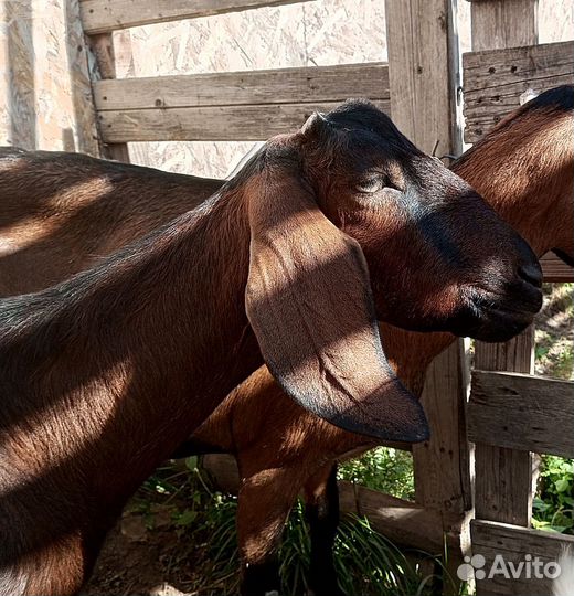 Камерунки, ламанча, камори. Дойные козы