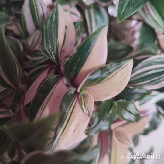 Традесканция триколор Rainbow Hill(Радужный холм)