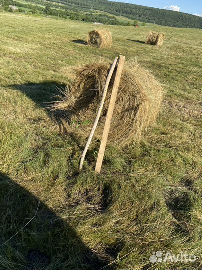 Продам сено в рулонах