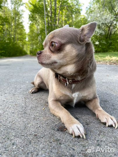 Вязка чихуахуа