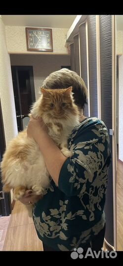 Молодой, ласковый котик Рыжик