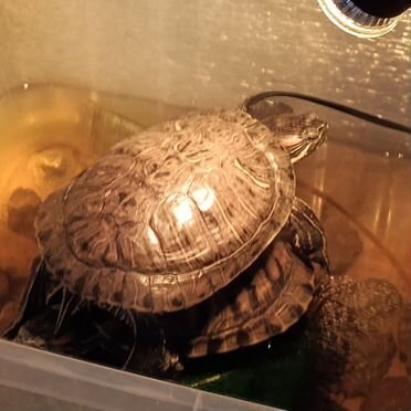 Красноухая черепаха Пермь