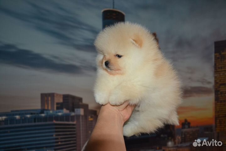 Красивые мишутки