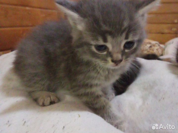 Котята
