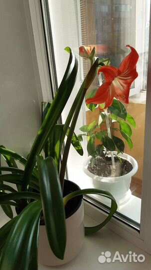 Продам цветы амариллис