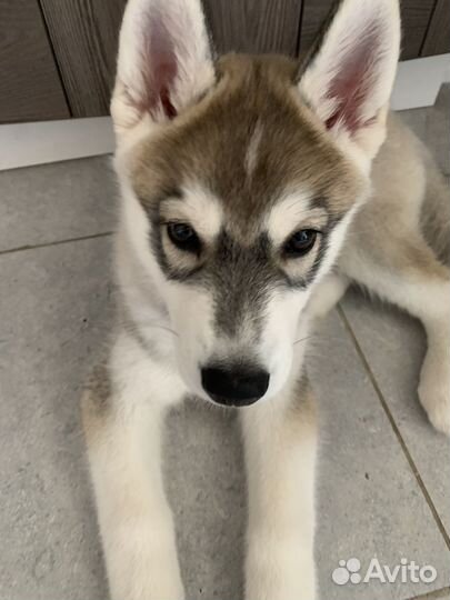 Щенок Хаски