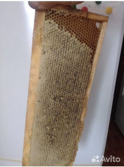 Соты медовые