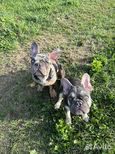 Щенки французского бульдога