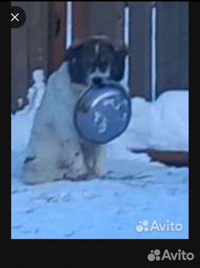 Корм для собак