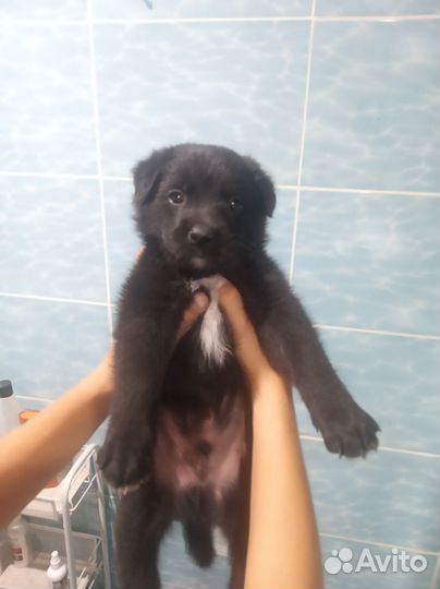 Отдам в добрые руки