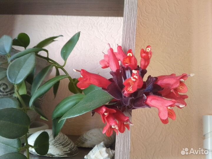 Эсхинантус-эпифитное растение