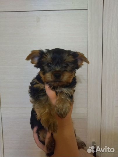 Йоркширский терьер щенки