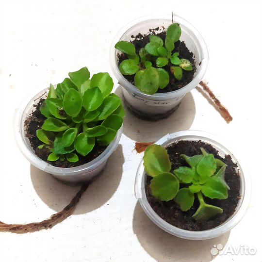 Фиалка трейлер мини сортовая