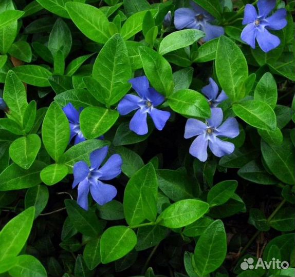 Барвинок малый