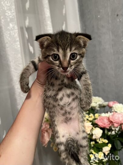 Кошка в дар бесплатно