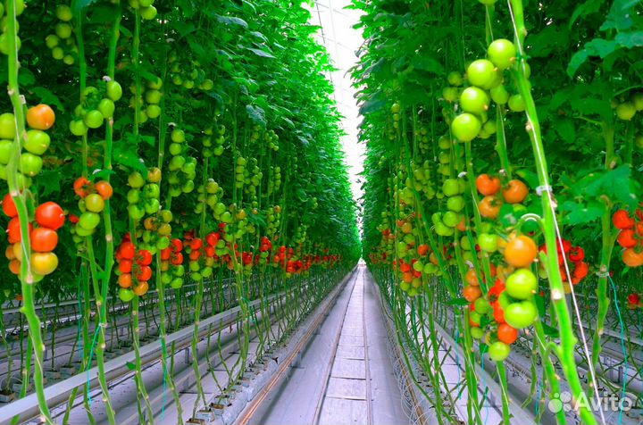 Вахта с питанием Рабочие в теплицу