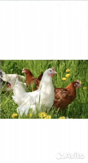 С/х молодка,куры и петушки