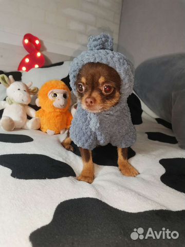 Кофта для маленьких собак