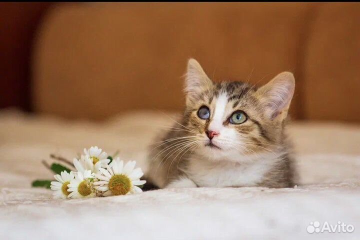 Малыш Микки ищет дом