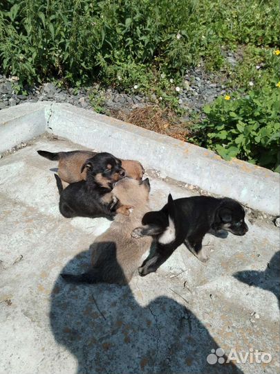 Щенки бесплатно