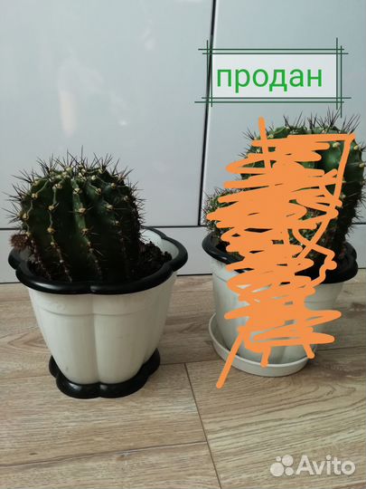 Кактус с горшком. Цветущий