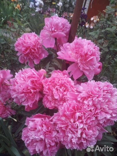 Пионы саженцы
