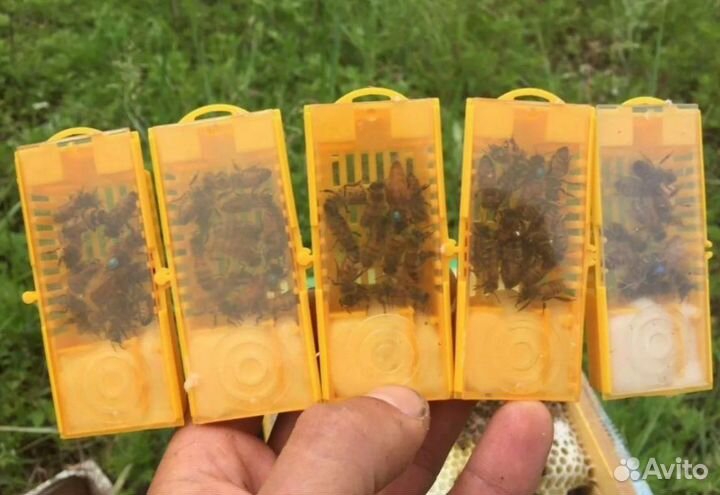 Плодные матки F1 Бакфаст, Карника, Карпатка 2023