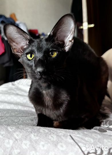 Ориентальная кошка