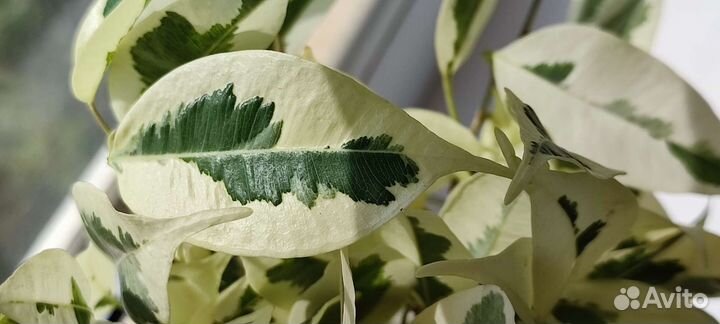 Фикус Бенджамина Твилайт