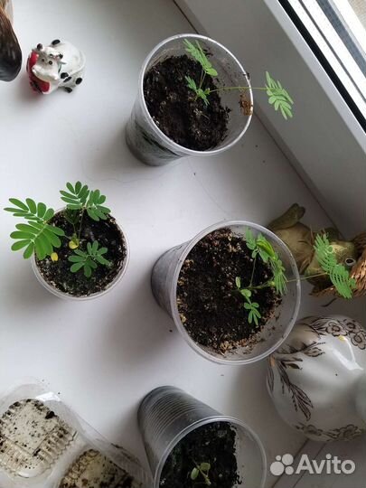 Мимоза стыдливая