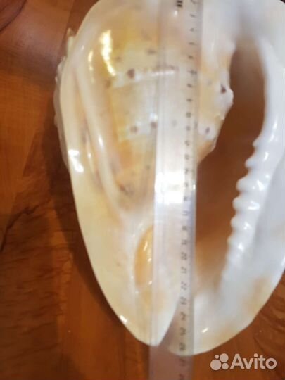 Огромная ракушка