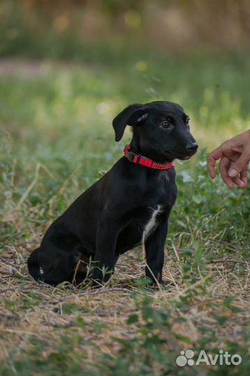 Щенок мальчик в добрые руки