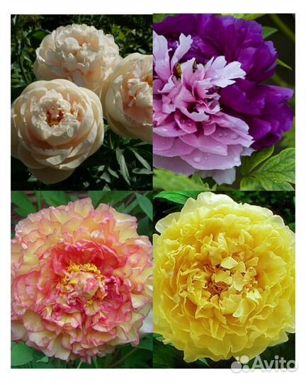 Пионы сортовые