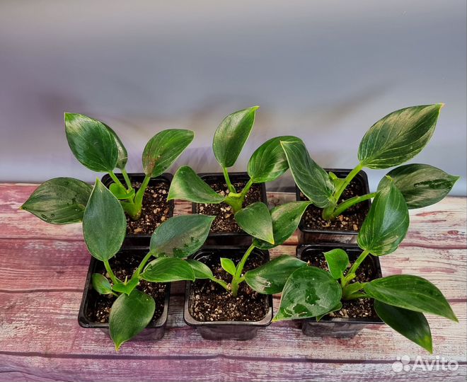 Филодендрон Биркин