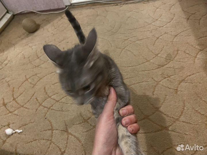 Кошки в добрые руки даром