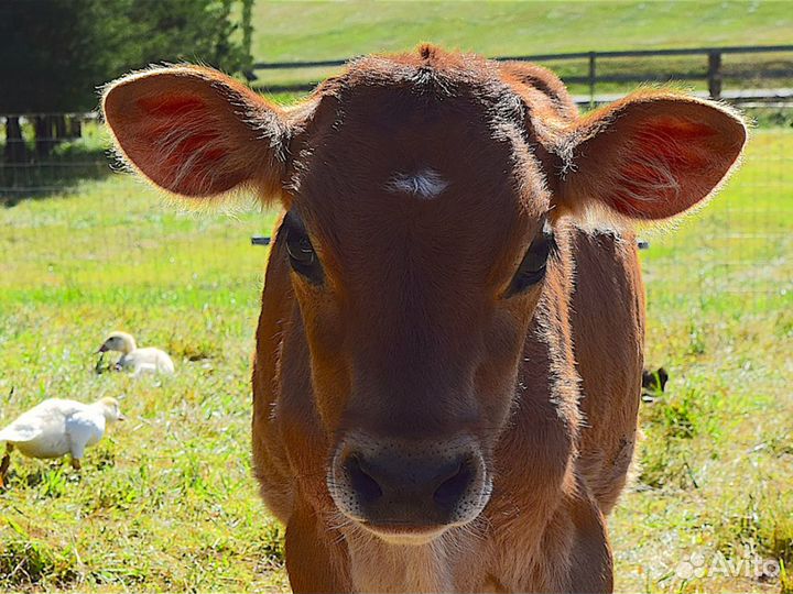 Телка 2 недели