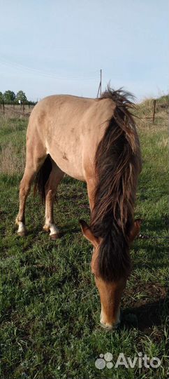 Лошадь кобыла