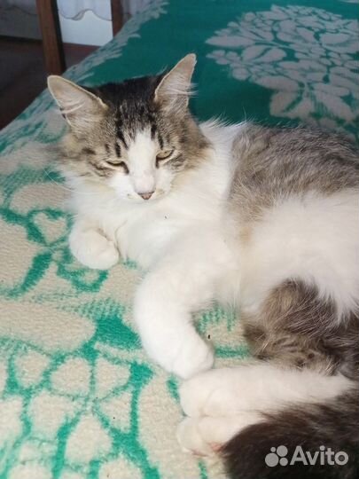 Кошечка в добрые руки