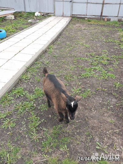 Коза дойная молочная и козлята