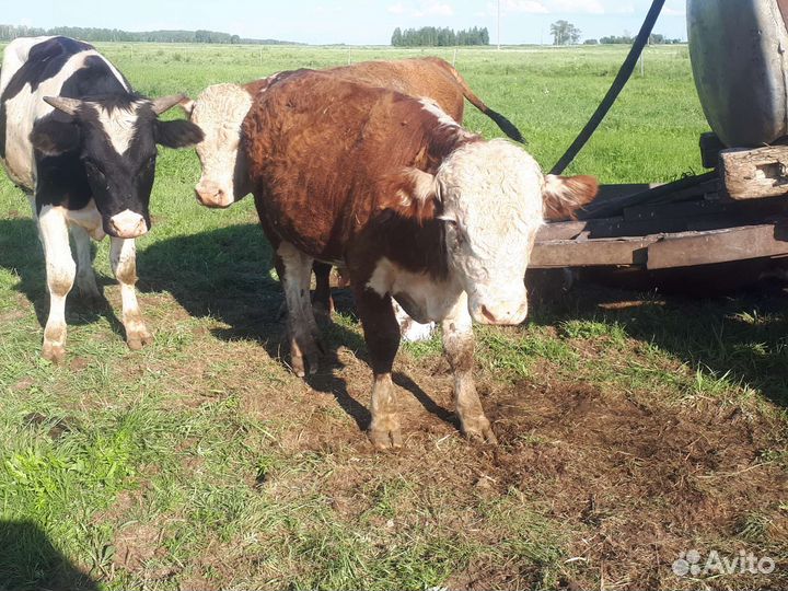 Быки герефорд