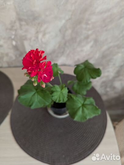 Продается герань
