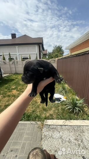 Щенки мамы Лабрадора