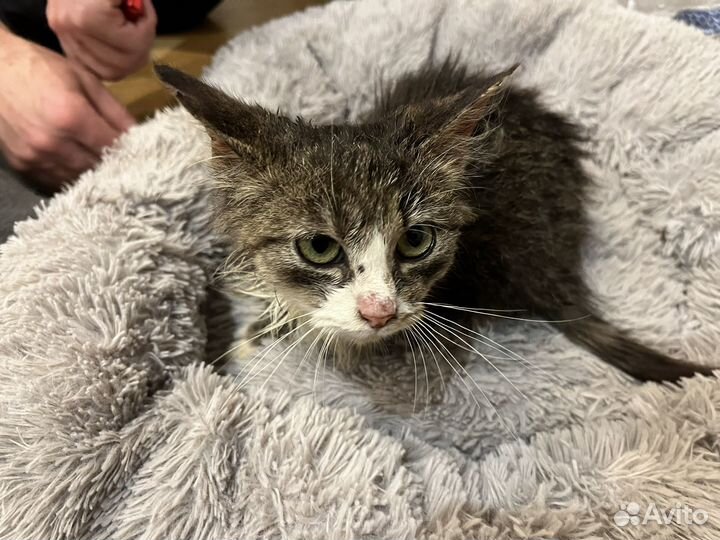 Котик бесплатно