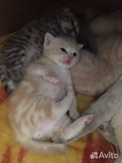 Шотландская вислоухая кошка и 2 кота