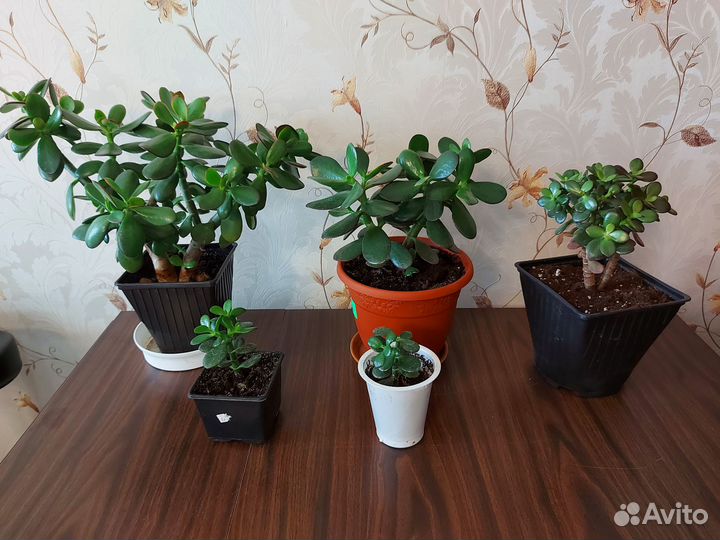 Крассула Денежное дерево